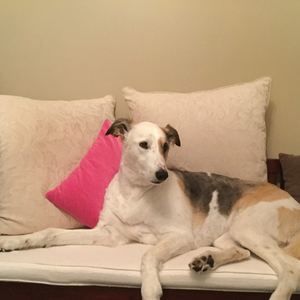 Meet your Posher, Roxy